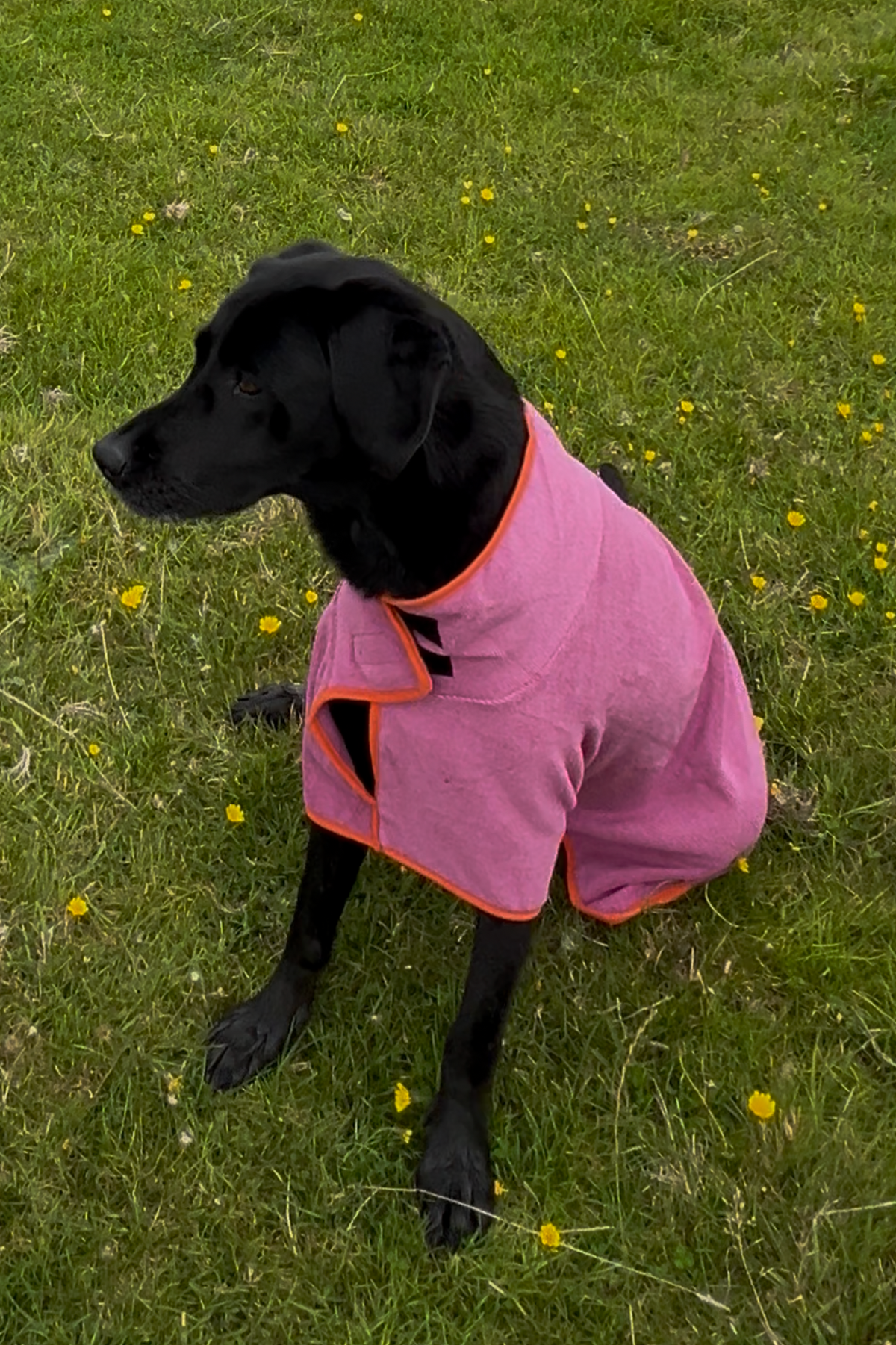 The Tailcroft Drying Robe — Wet Dog In, Dry Dog Out